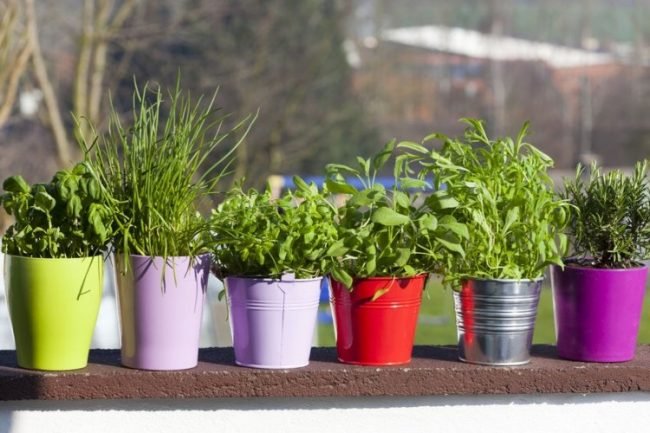 Erbe-aromatiche-sul-balcone-per-fare-il-pieno-di-salute-e-limitare-l-uso-di-sale_articleimage